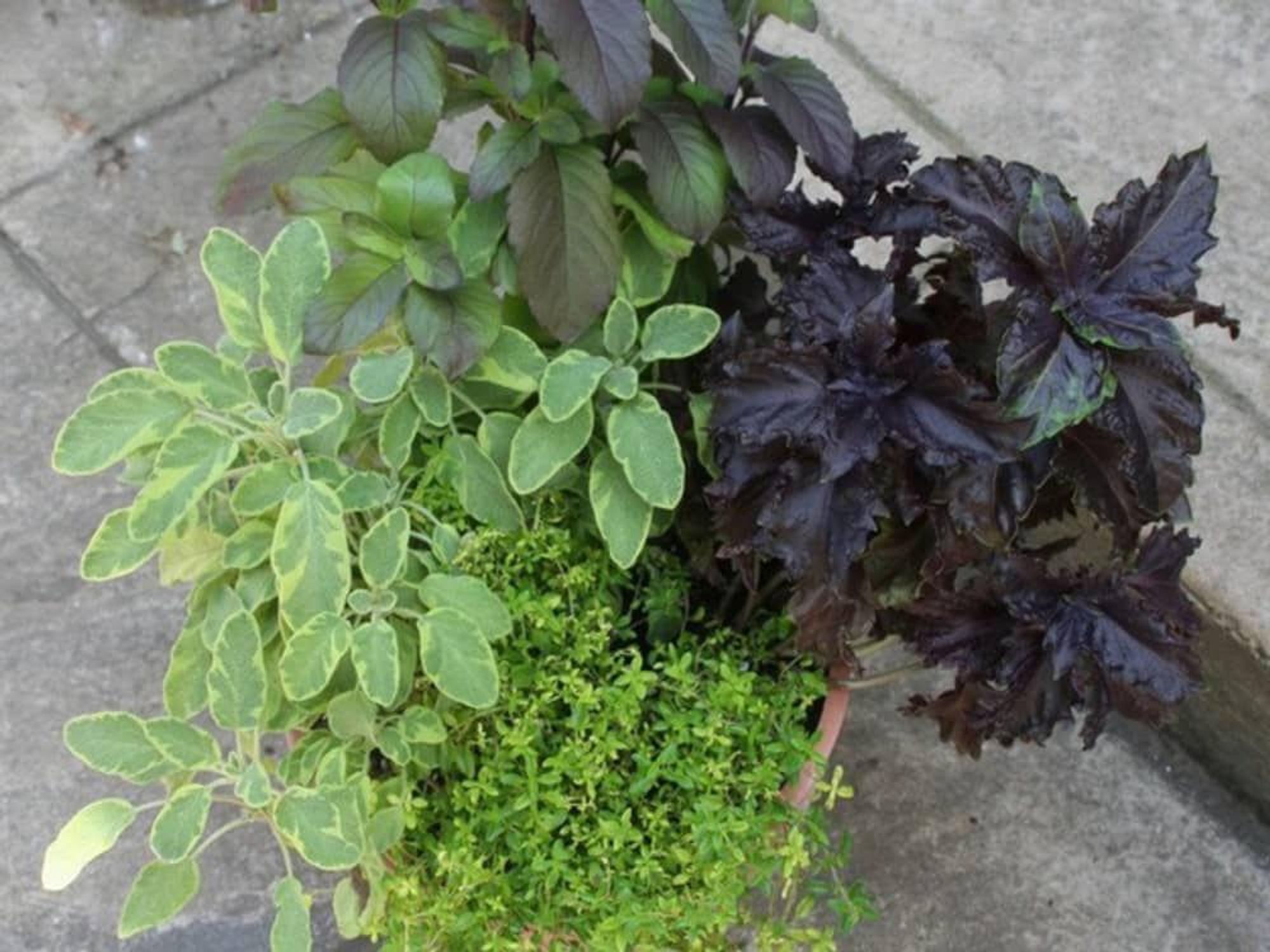 Basil herb plant