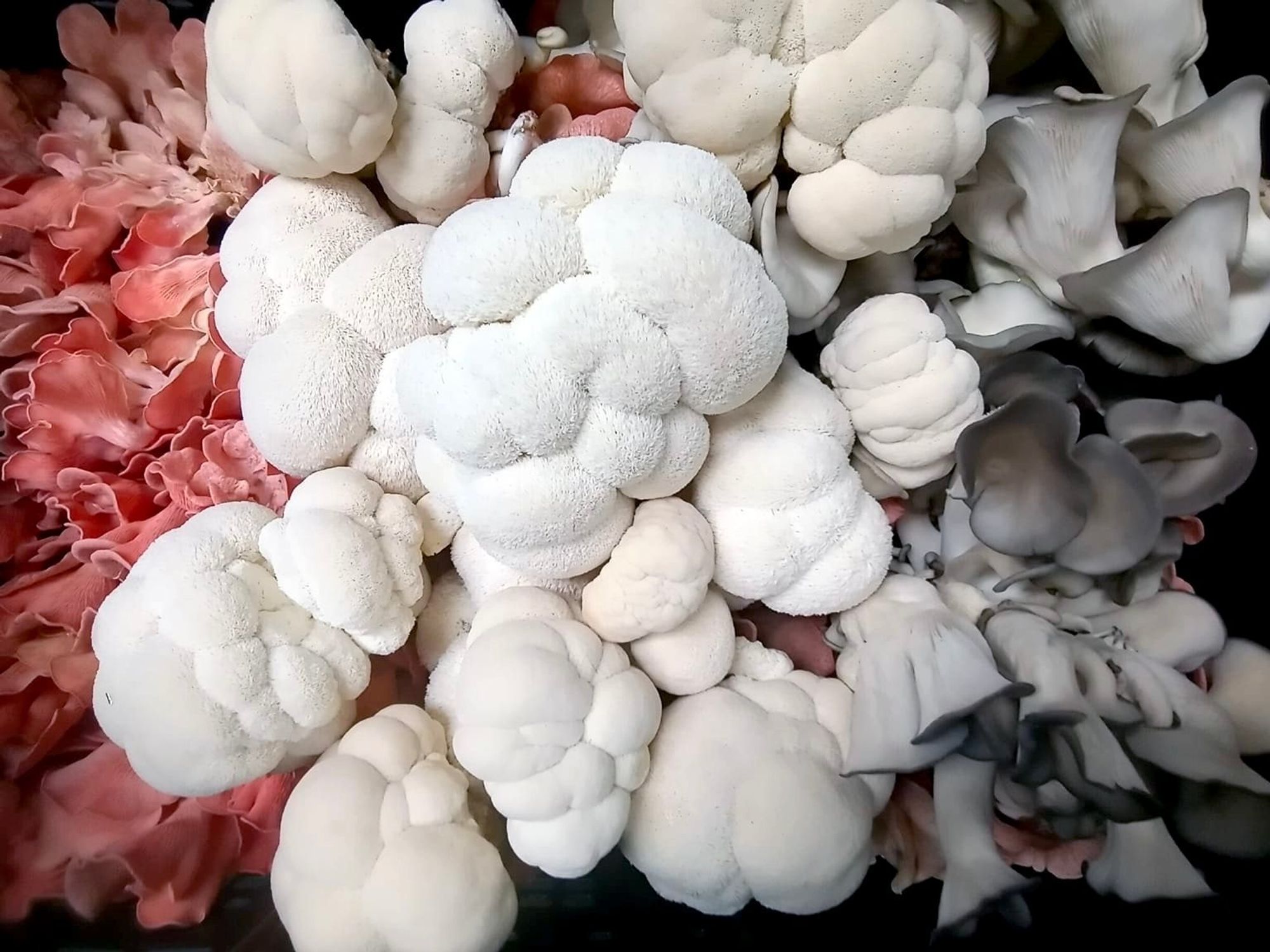 Black Cat Culinary Mushrooms