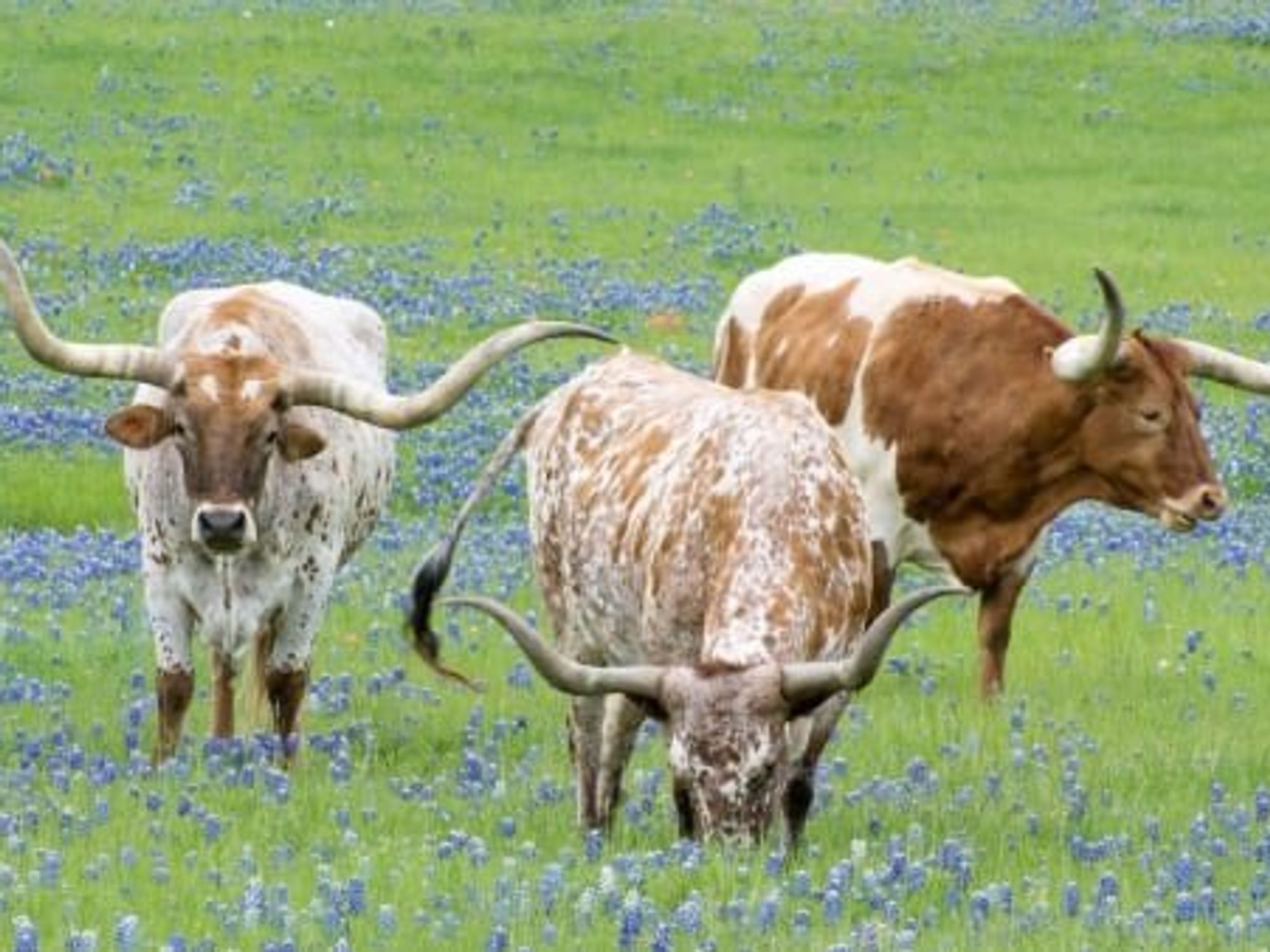 Bluebonnets, longhorns, Ennis, Ennis Bluebonnet Trails