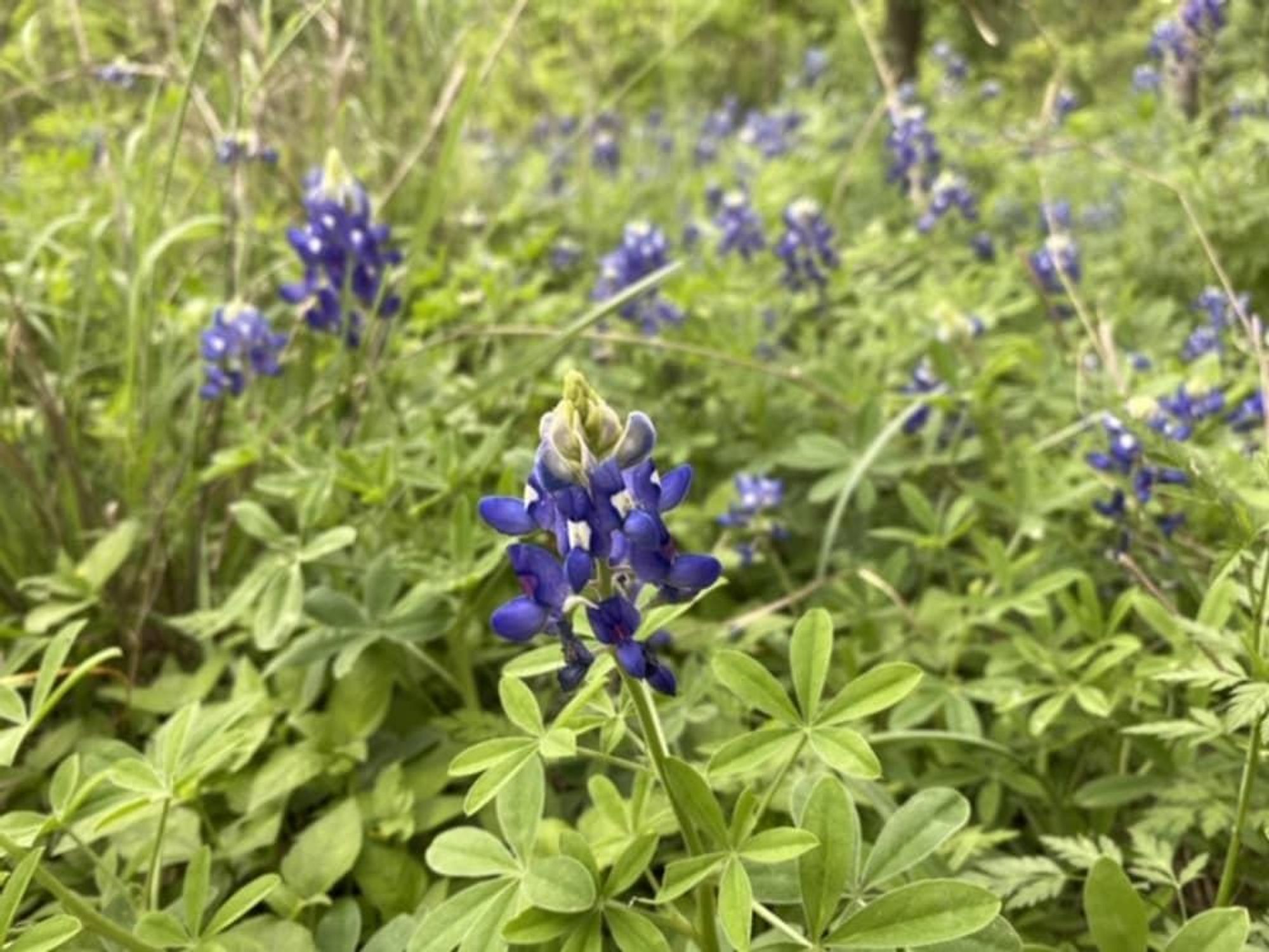 Bluebonnets