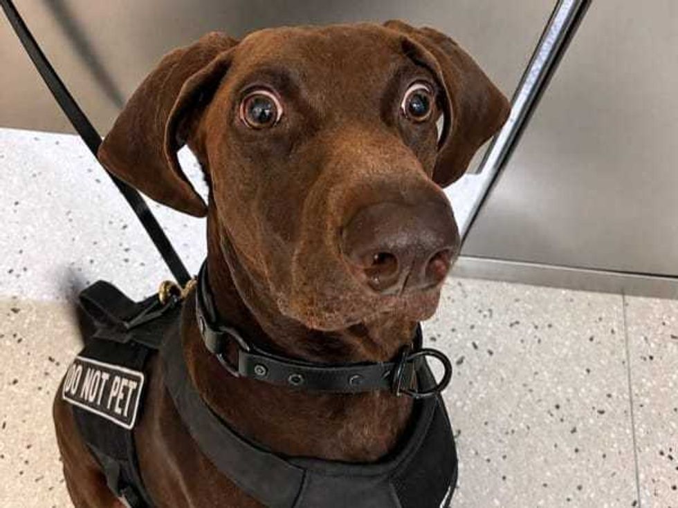 Bolt bomb-sniffing dog