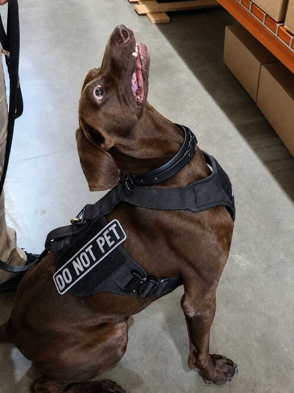 Bolt bomb-sniffing dog