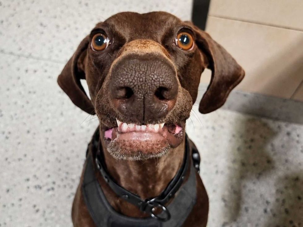 Bolt bomb-sniffing dog