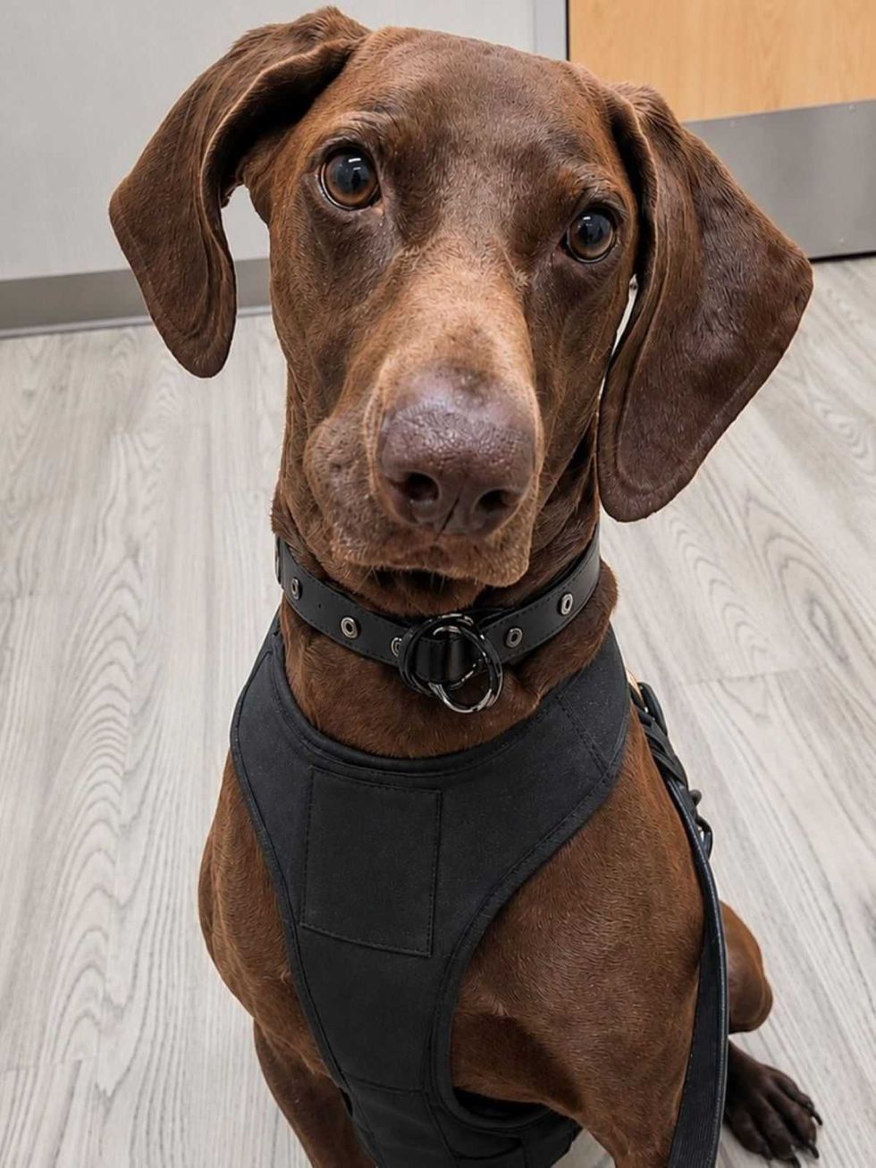 Bolt TSA dog