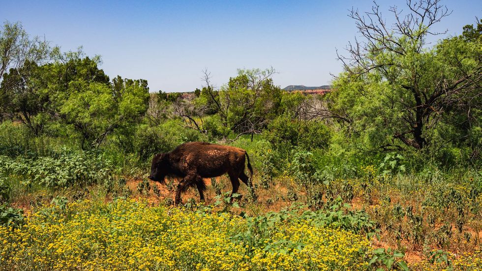Caprock Canyons