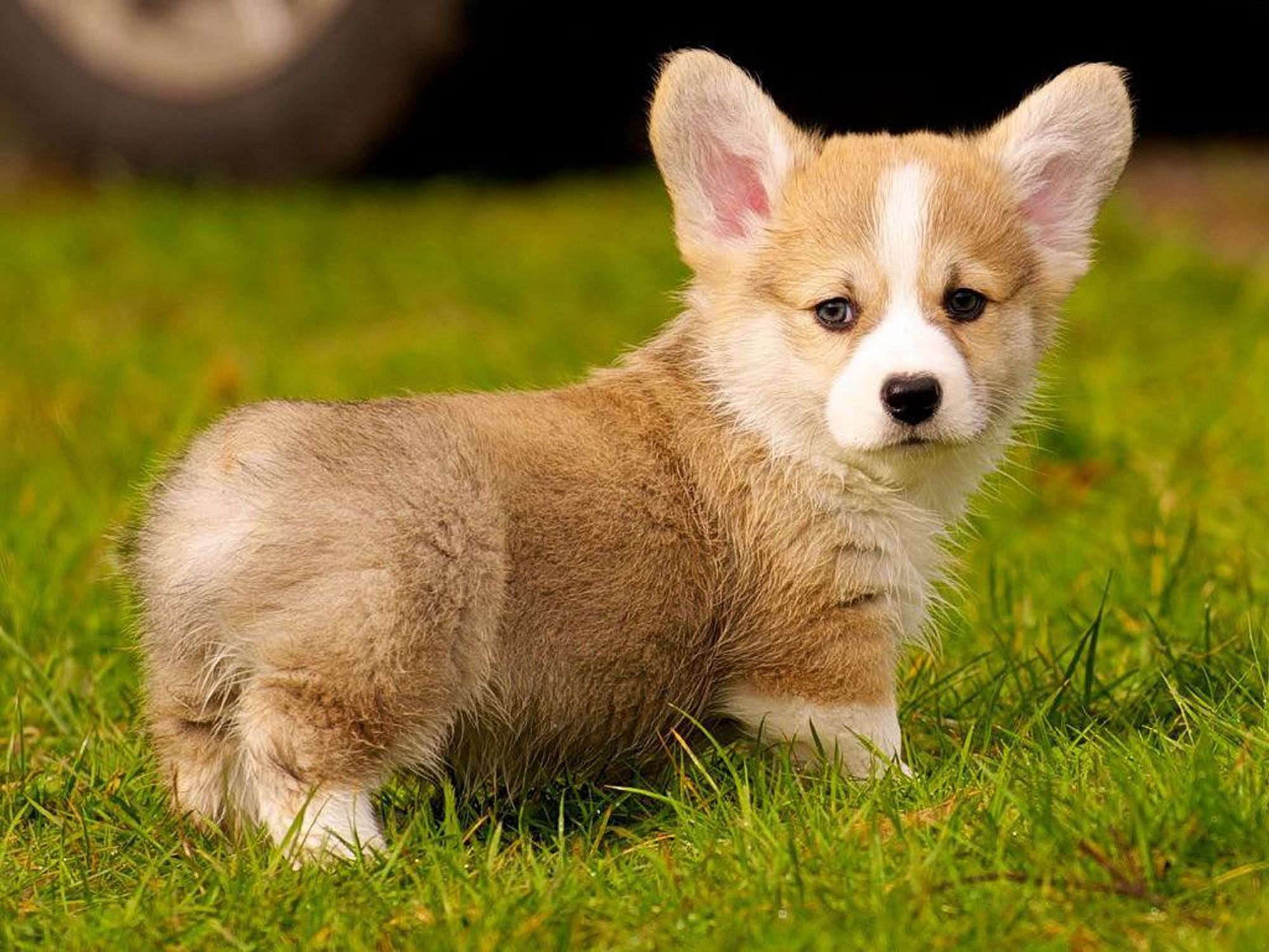 Corgi puppy
