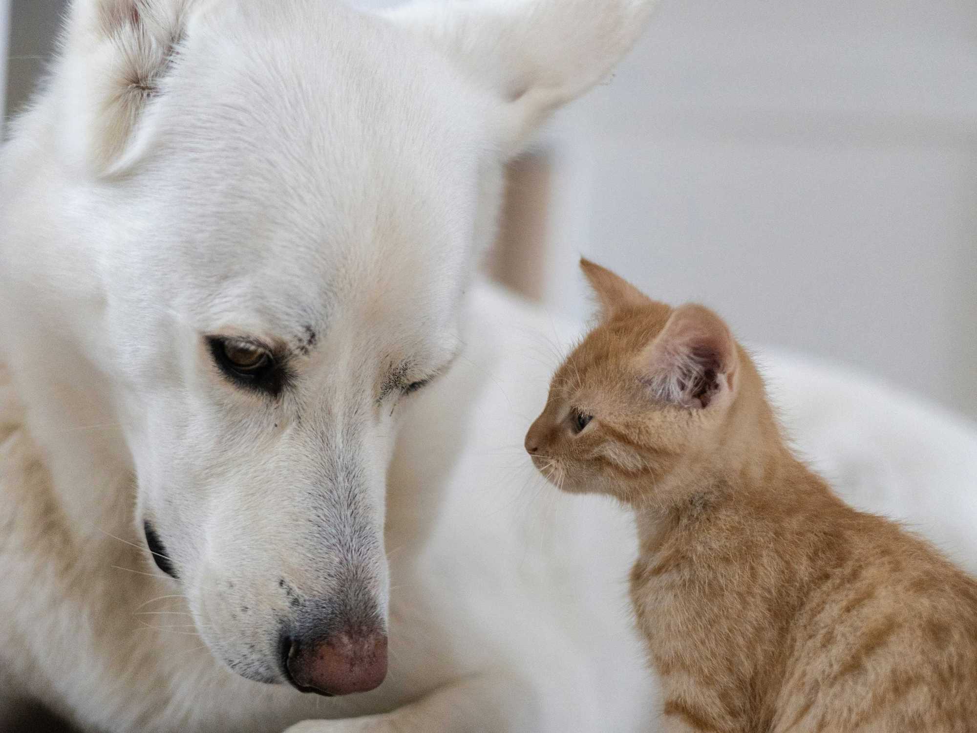 Dog and cat, pets, animals