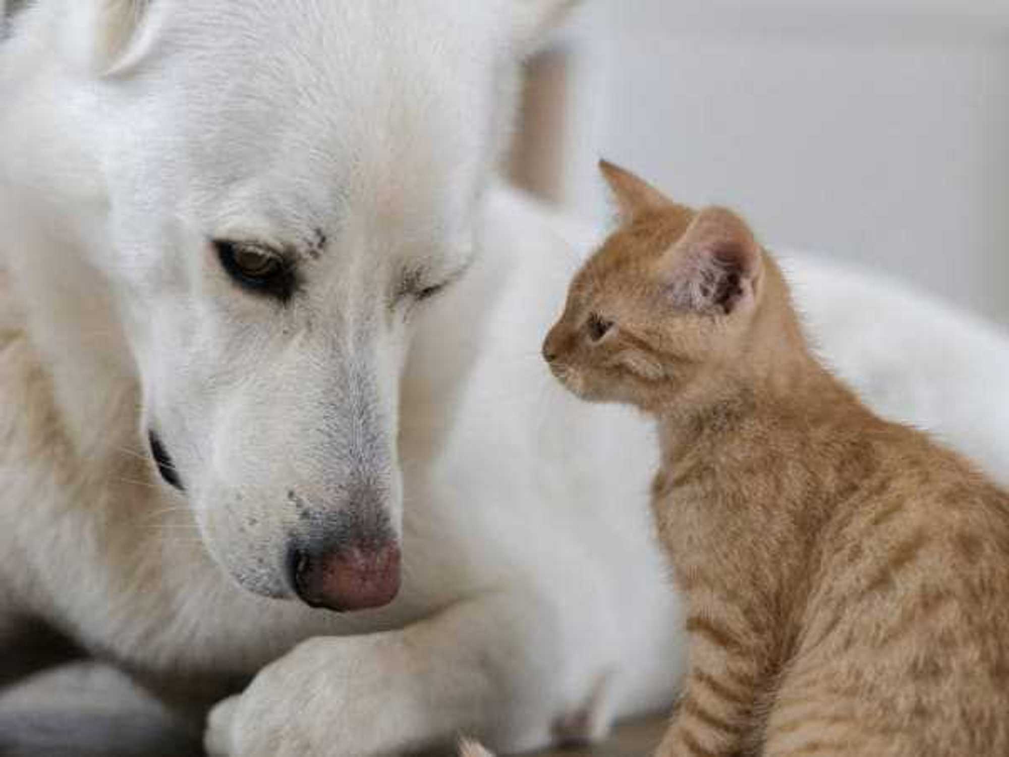 Dog and cat, pets, animals