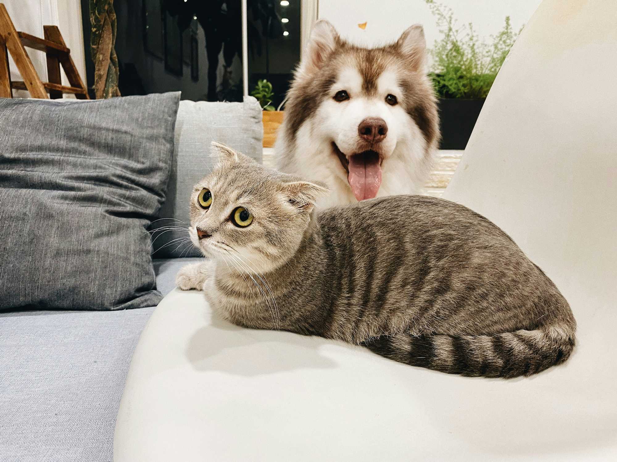 Dog and cat, pets