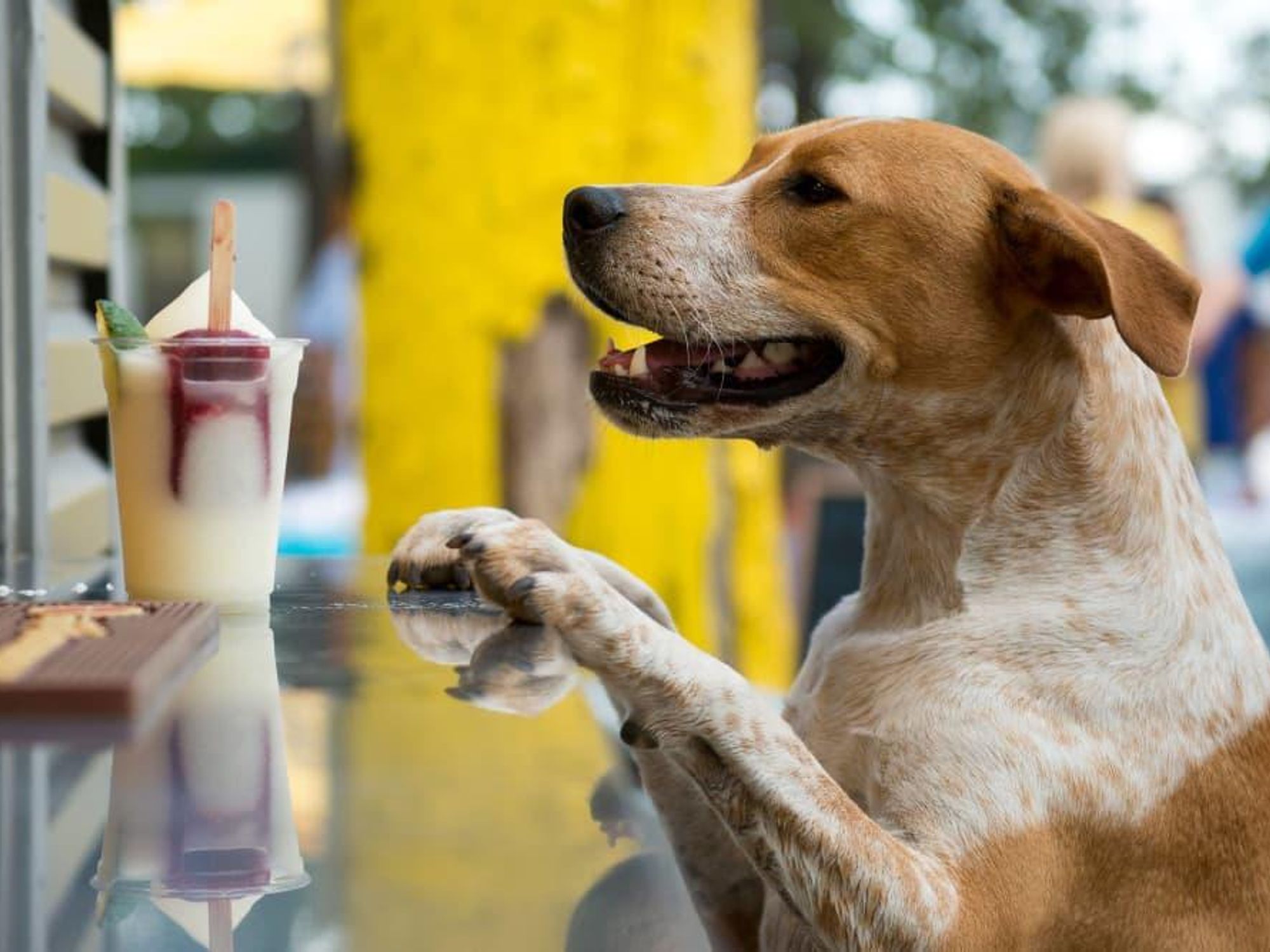 Dog at Mutts Canine Cantina