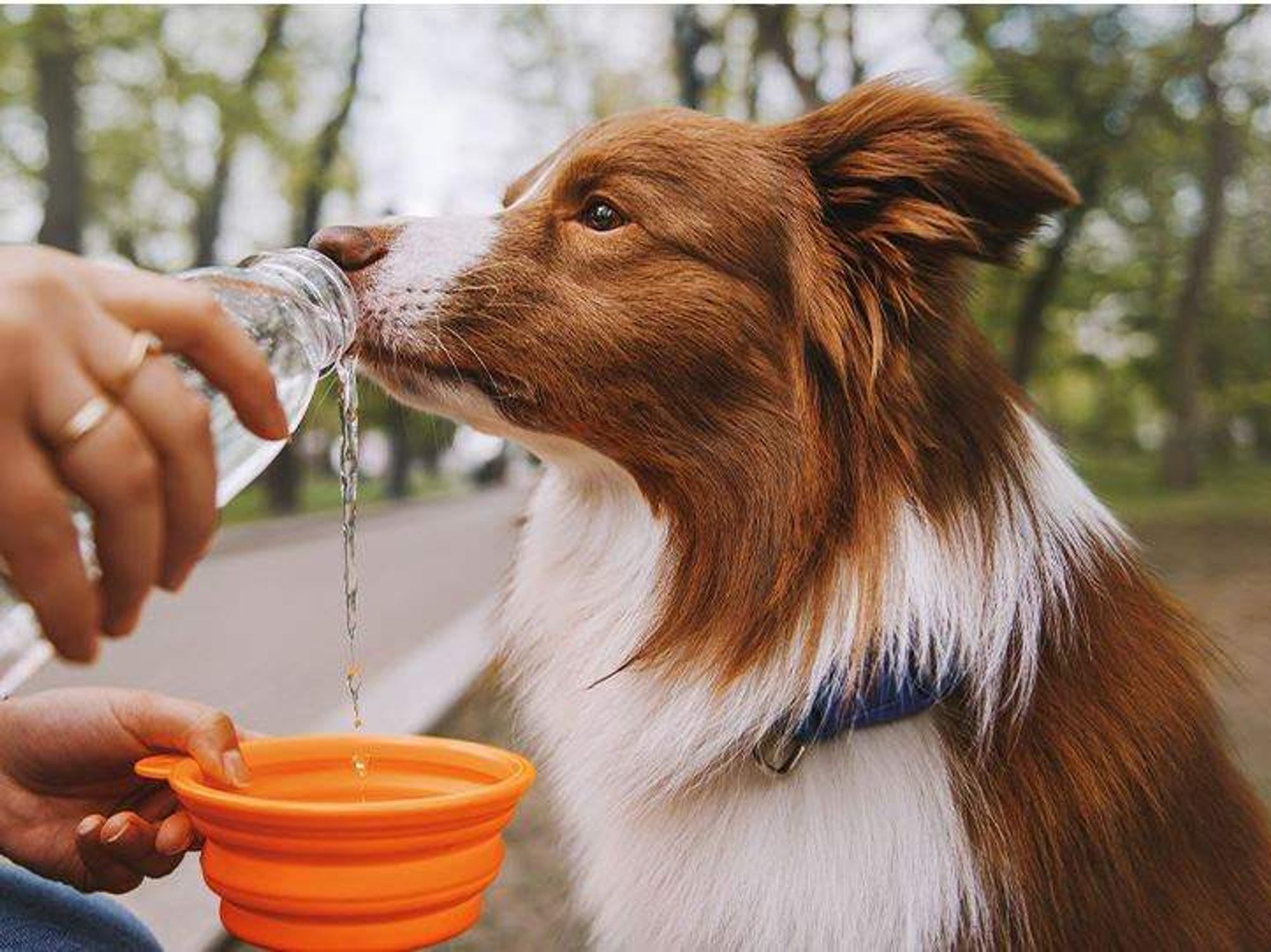 Dog drinking water