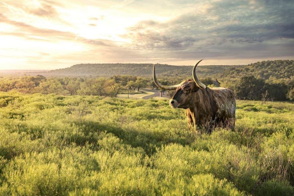 fort griffin longhorn