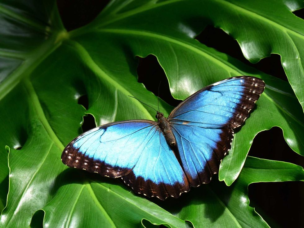 Fort Worth Botanic Garden presents Butterflies in the Garden