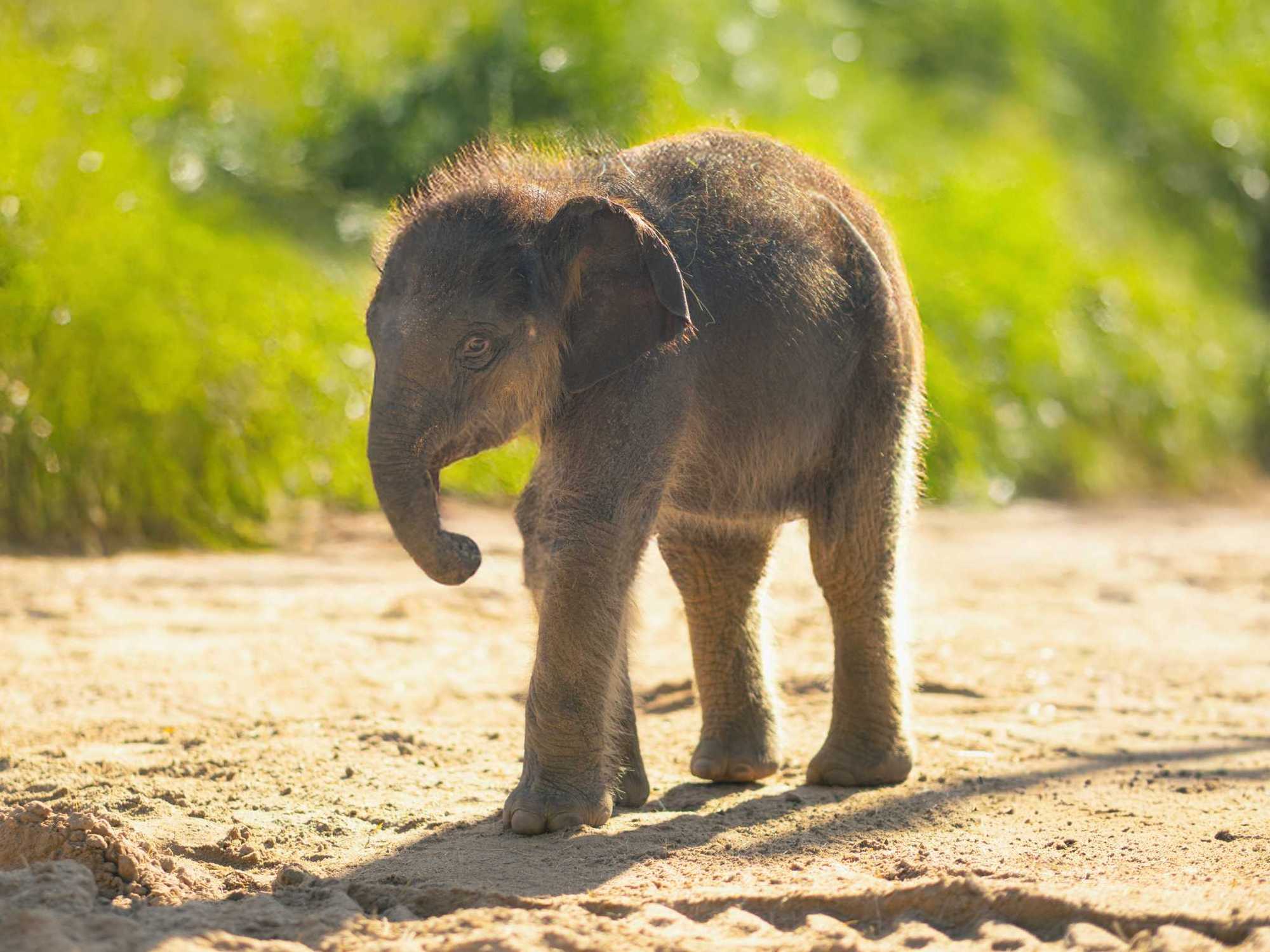 Fort Worth Zoo elephant