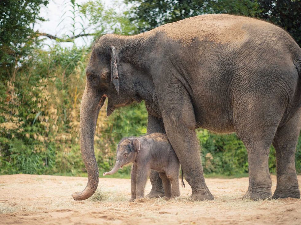 Fort Worth Zoo elephants
