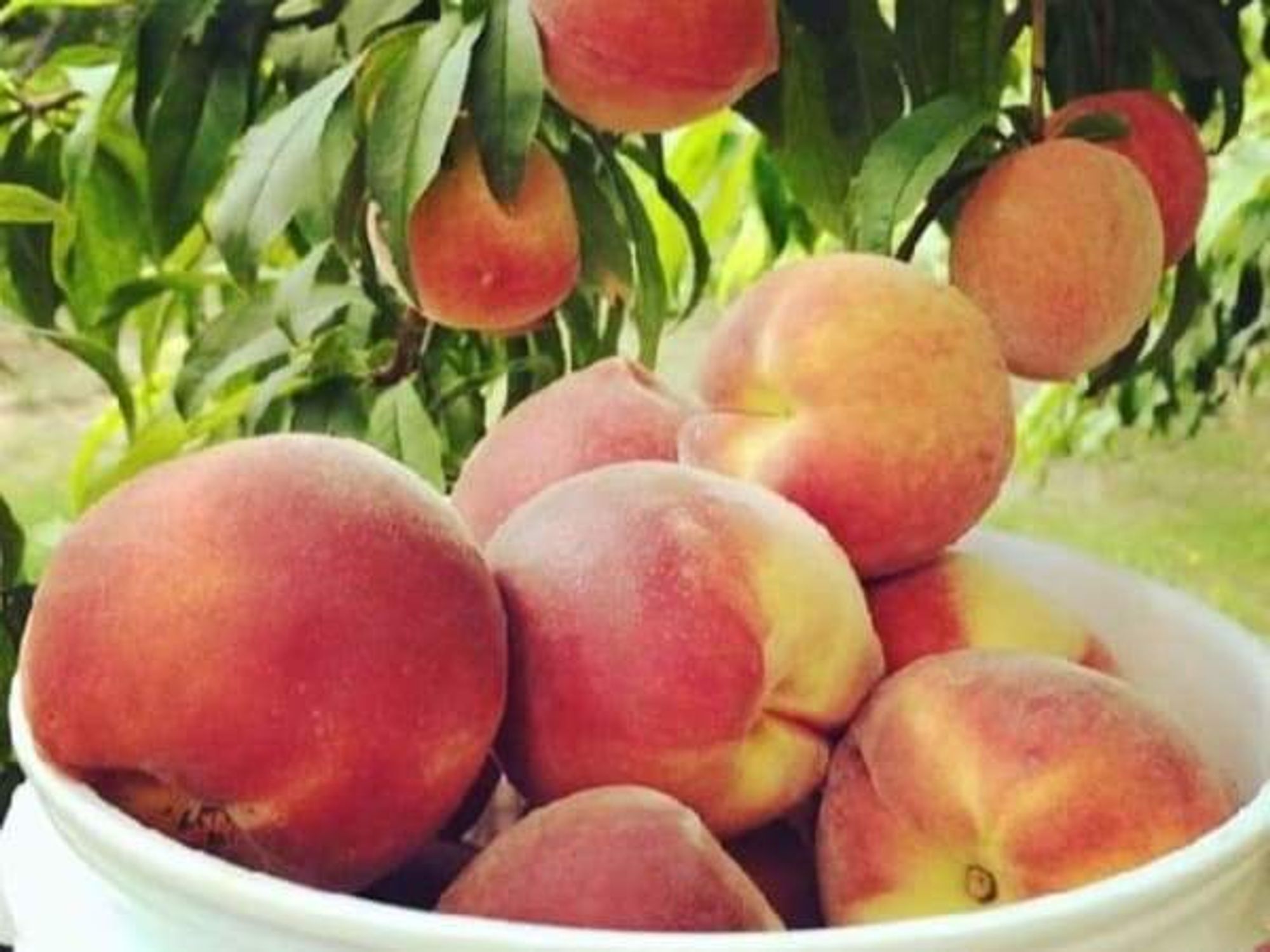 Gemini Peach and Rose Farm, peaches