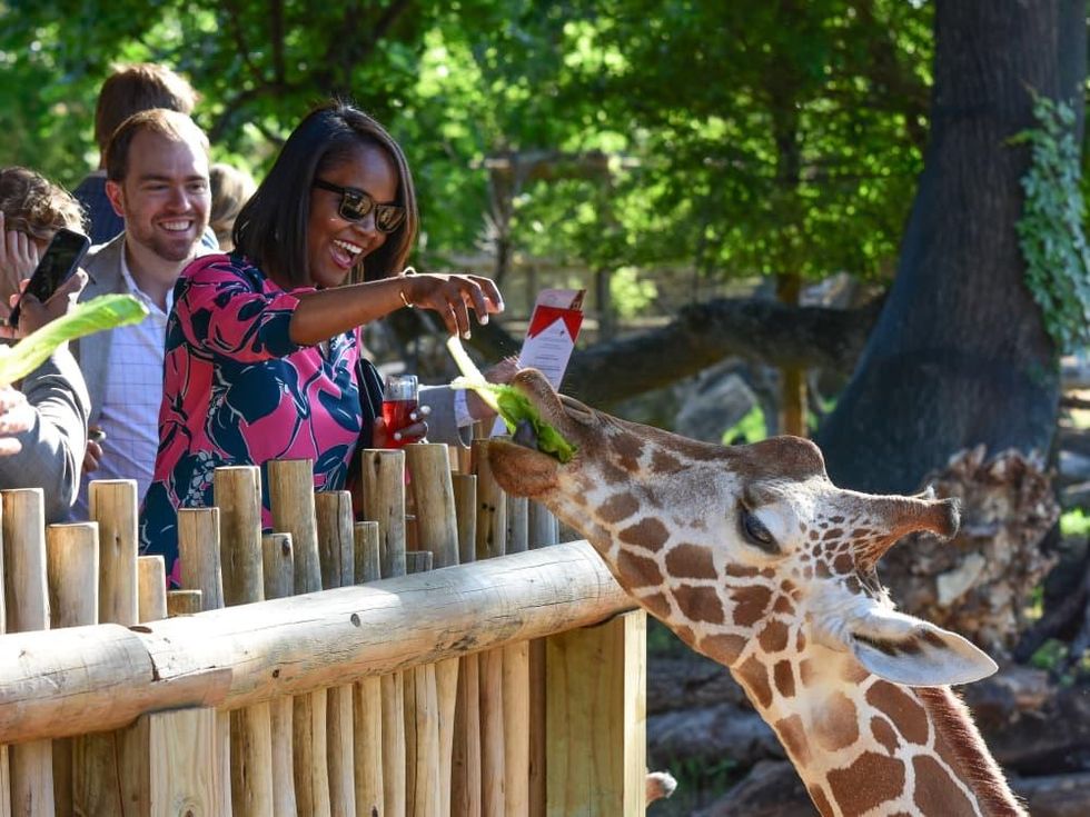 Giraffe feeding, Fort Worth Zoo, Heart Ball