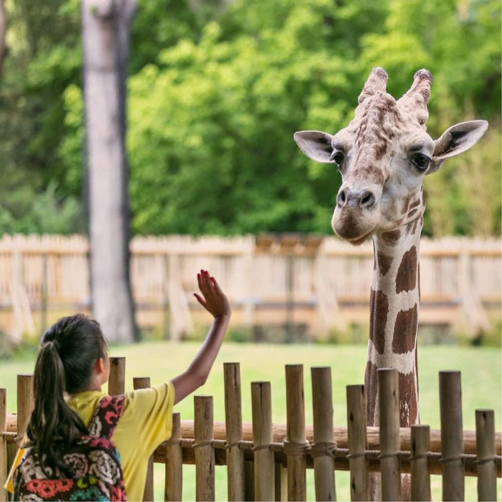 Girl waving at giraffe