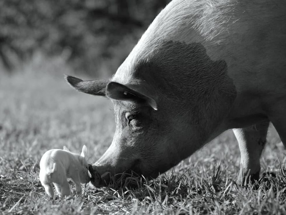 Gunda documentary movie