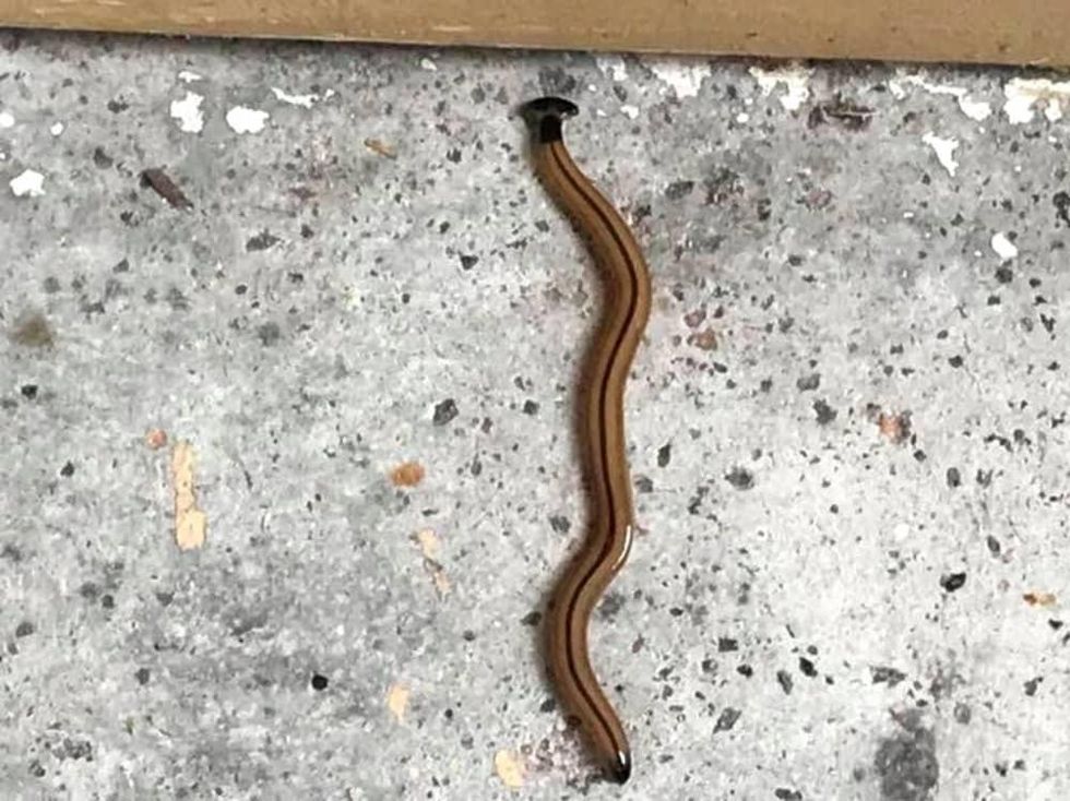 hammerhead worm