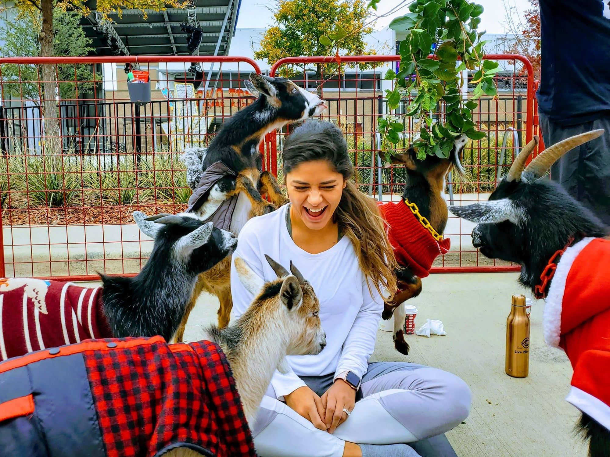 Holiday goat yoga