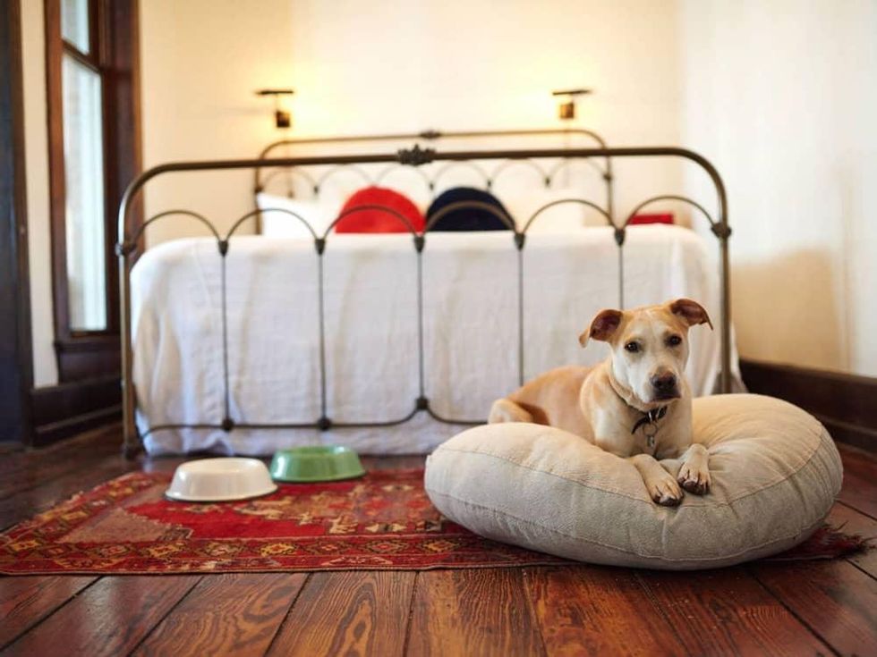 Hotel Havana dog-friendly accommodations