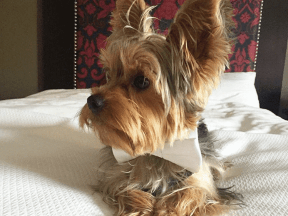 Hotel ZaZa Houston pet-friendly