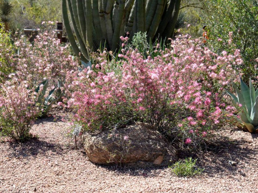 Houzz southwestern native shrubs plants gardening pink fairy duster