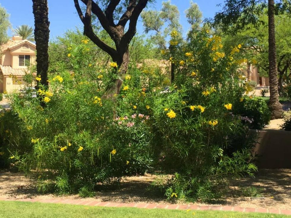 Houzz southwestern native shrubs plants gardening yellow bells