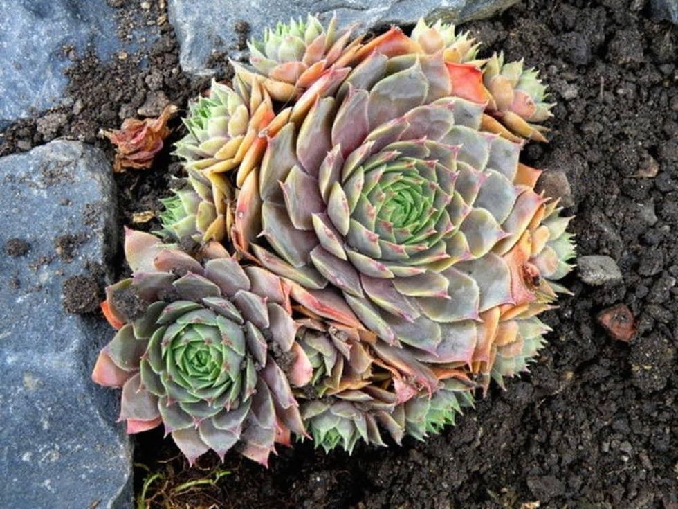 Houzz succulent garden