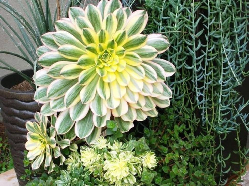 Houzz succulent garden