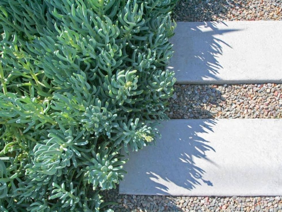 Houzz succulent garden