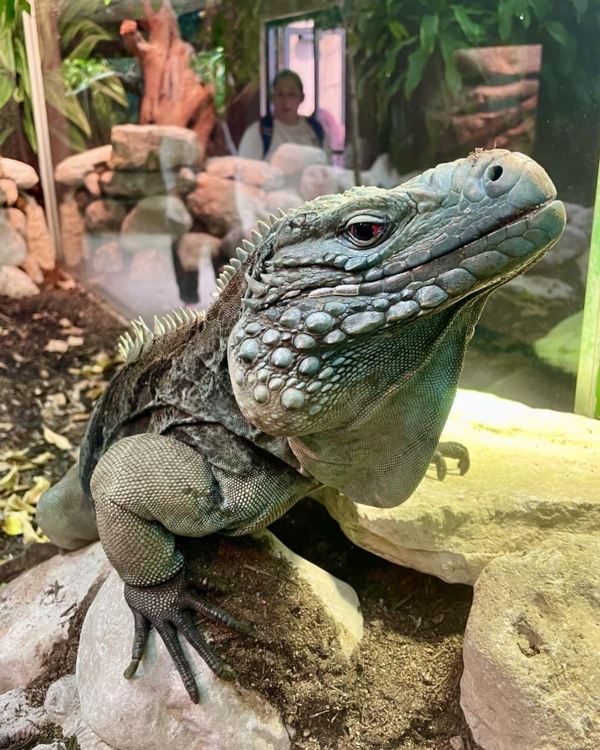 Visit the Reptile House. CultureMap Fort Worth