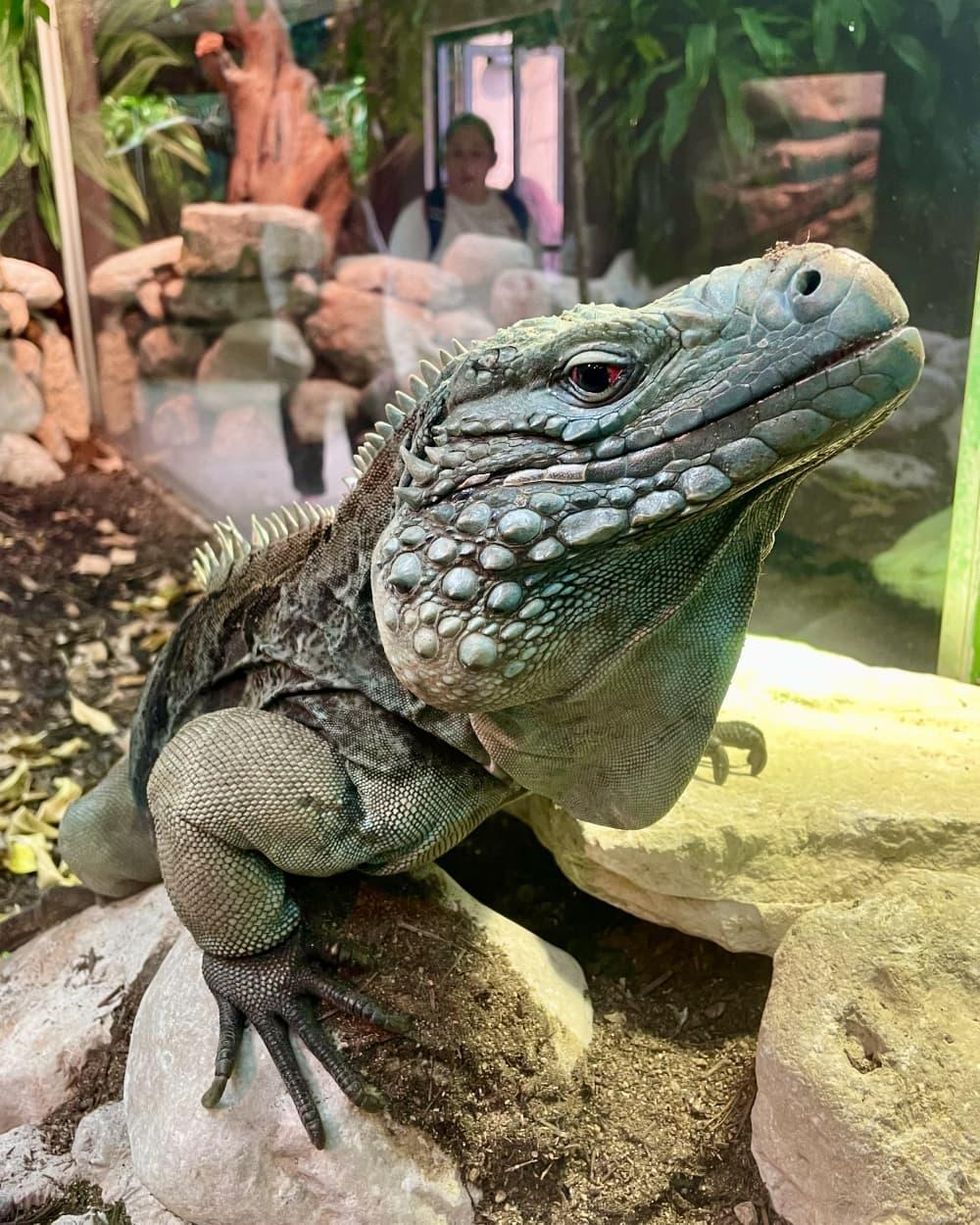 Iguana