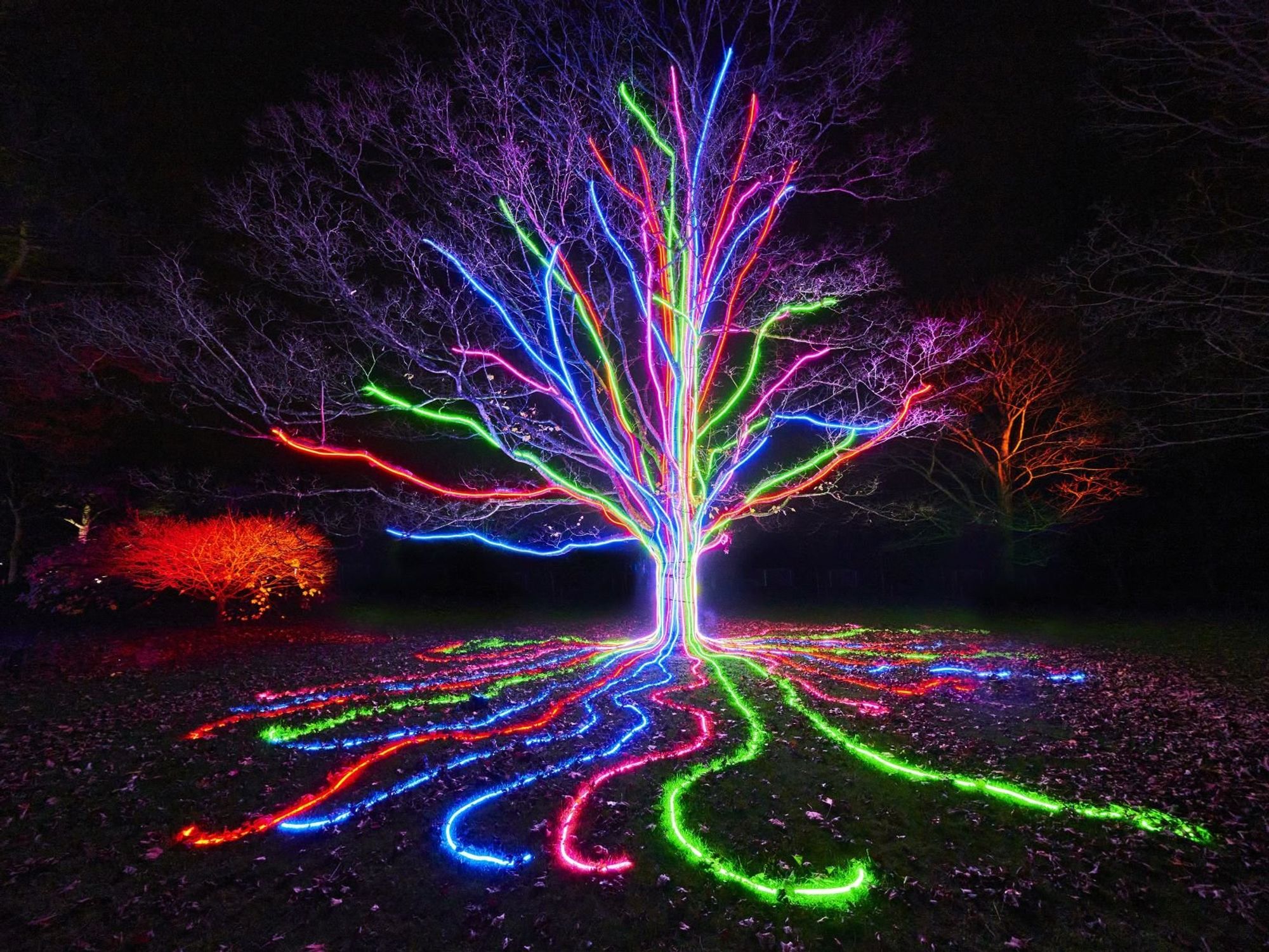 Lightscape Fort Worth 2023, Neon Tree