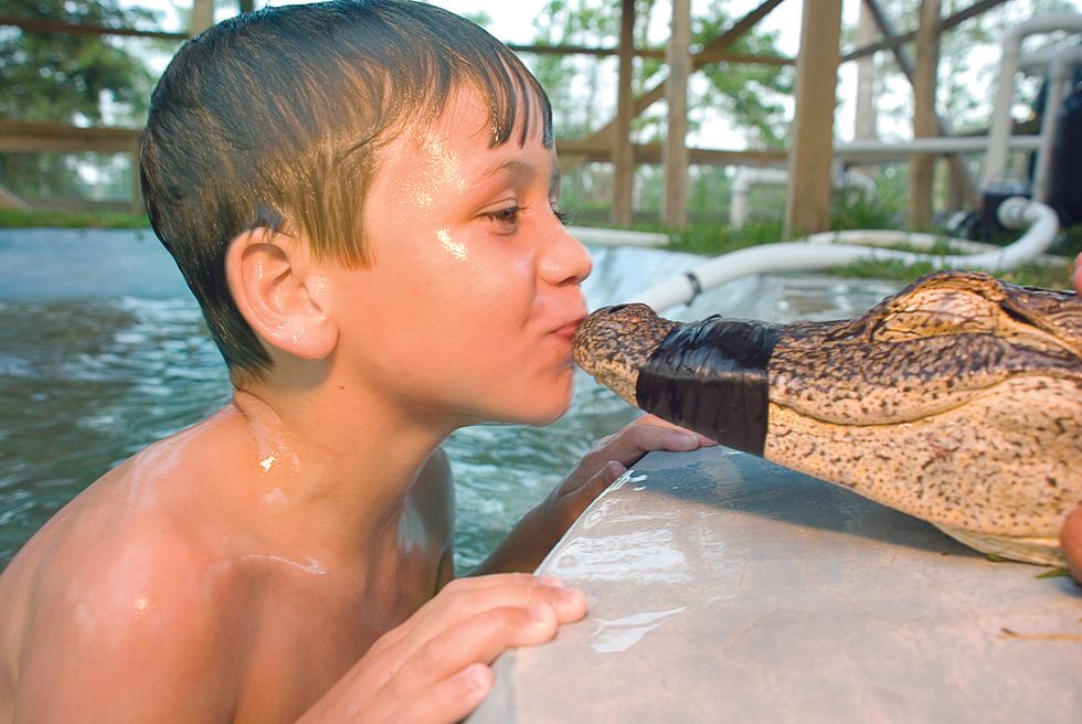 Little boy kissing a crocodile in Beaumont