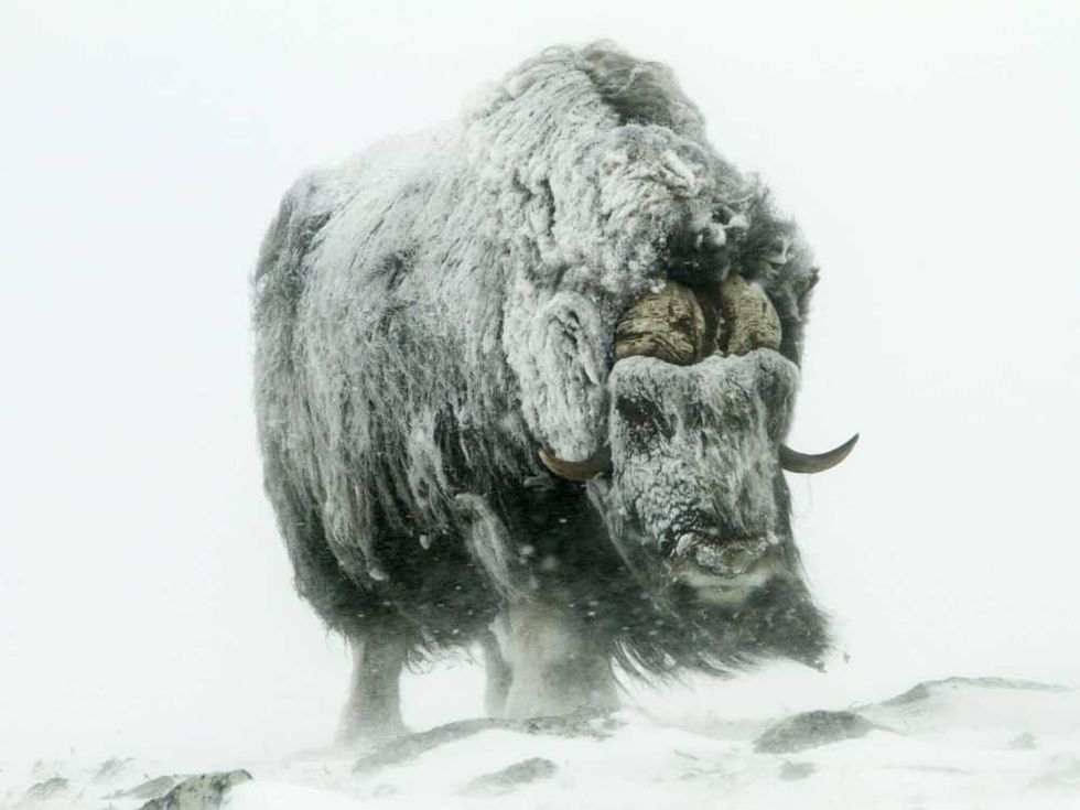 Magnolia at the Modern: Seasons