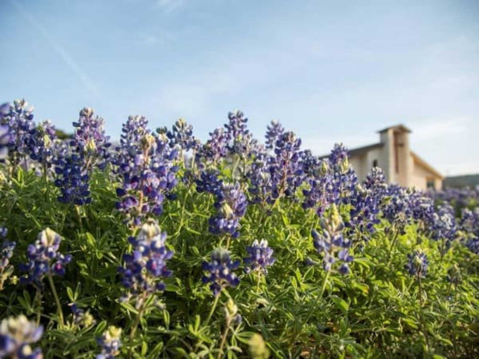 Marble Falls bluebonnet field, bluebonnets
