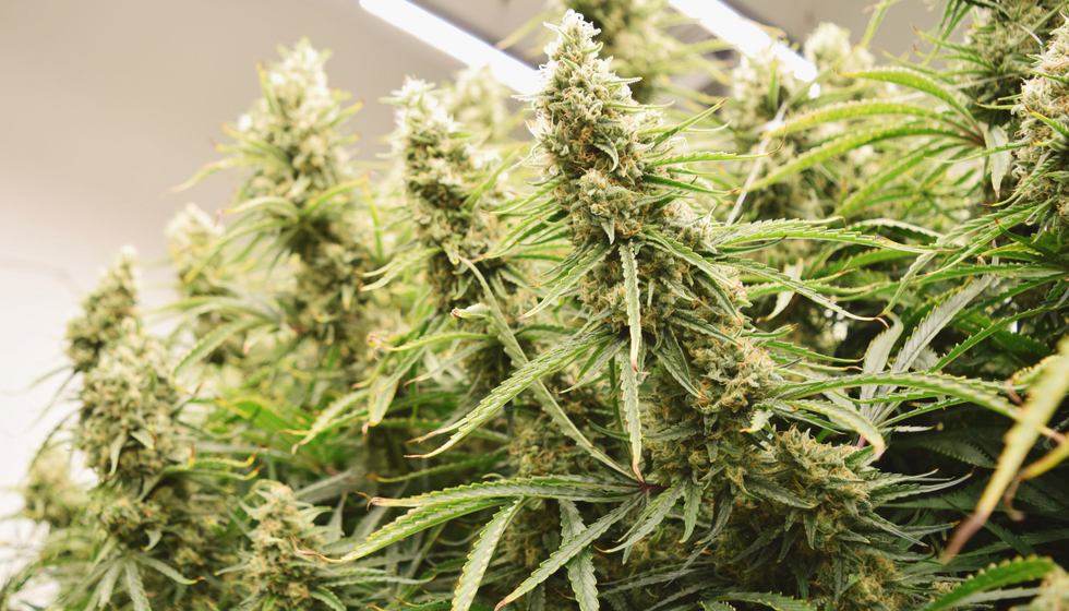 Medical cannabis plant