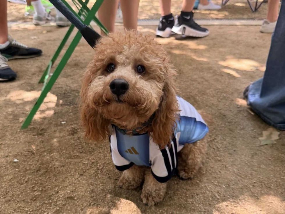 Messi dog, Klyde Warren Park