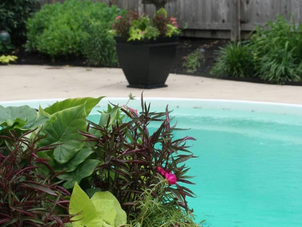 Moss Rose flower plant