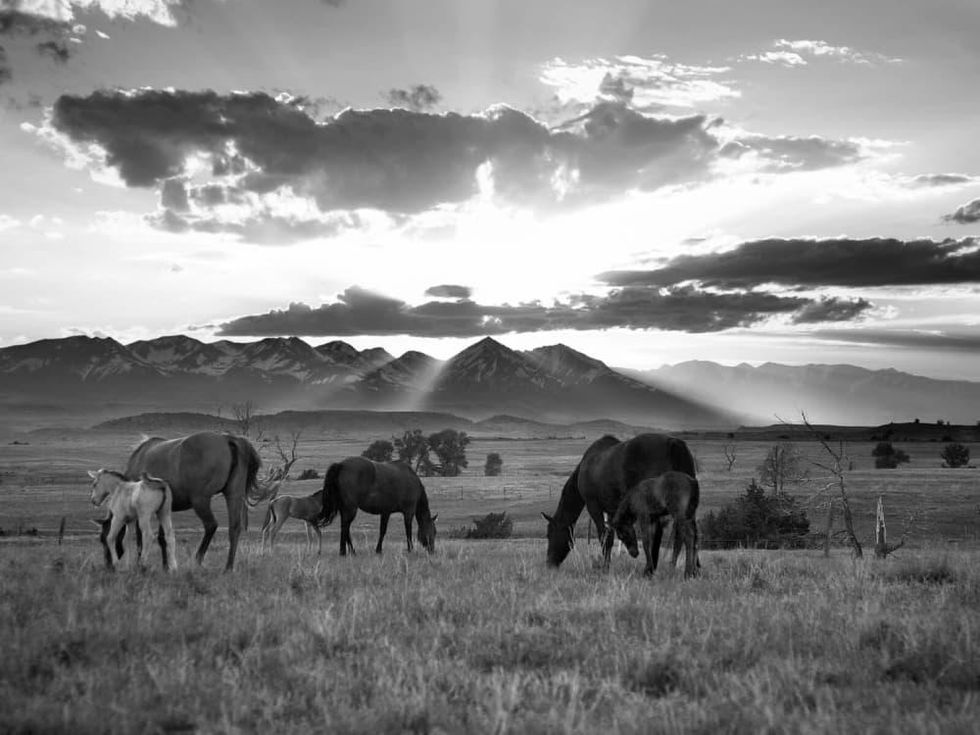 National Cowgirl Museum and Hall of Fame presents Barbara Van Cleve: Pure Quill