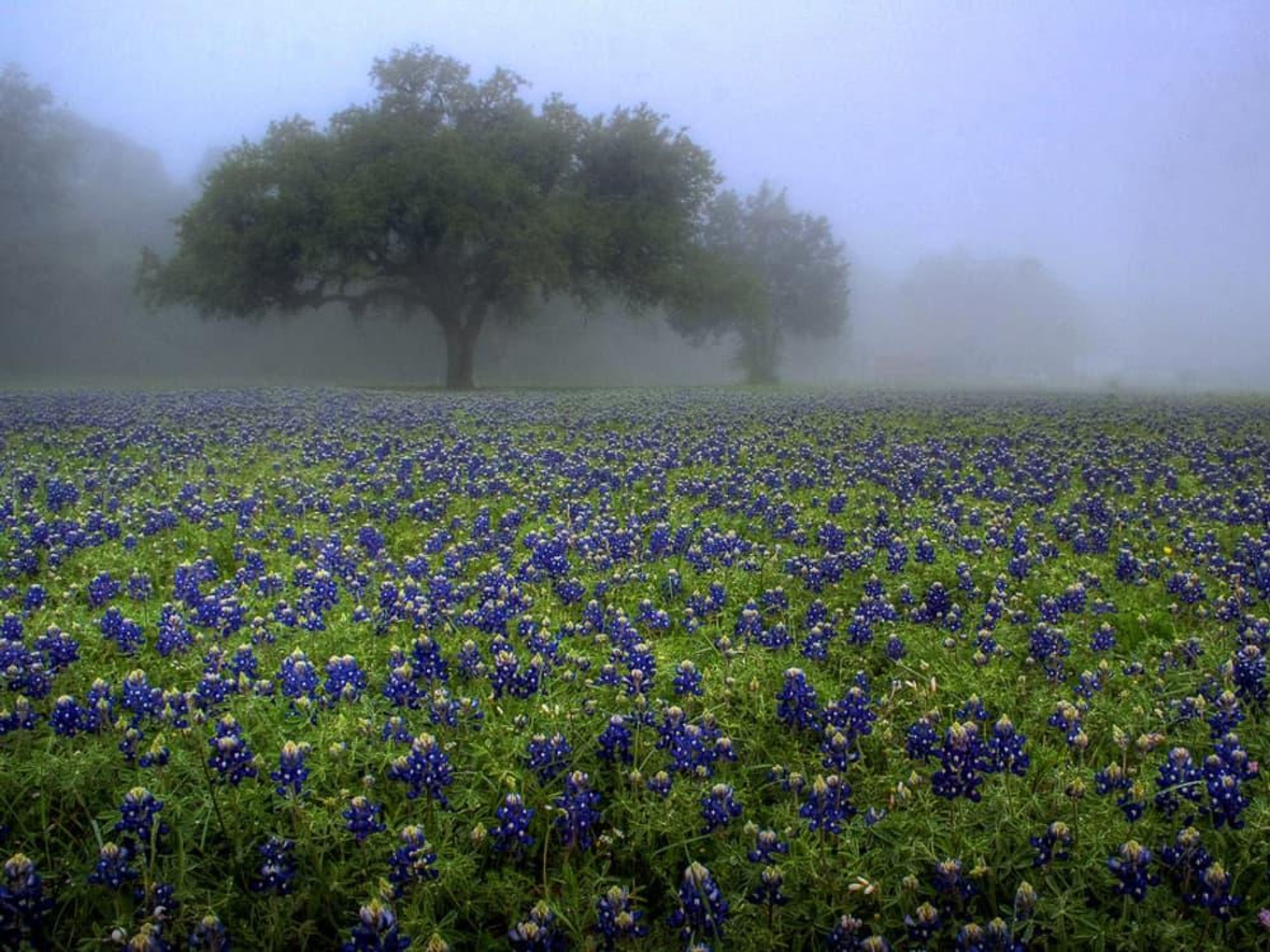 News_wildflowers_bluebonnets_fog