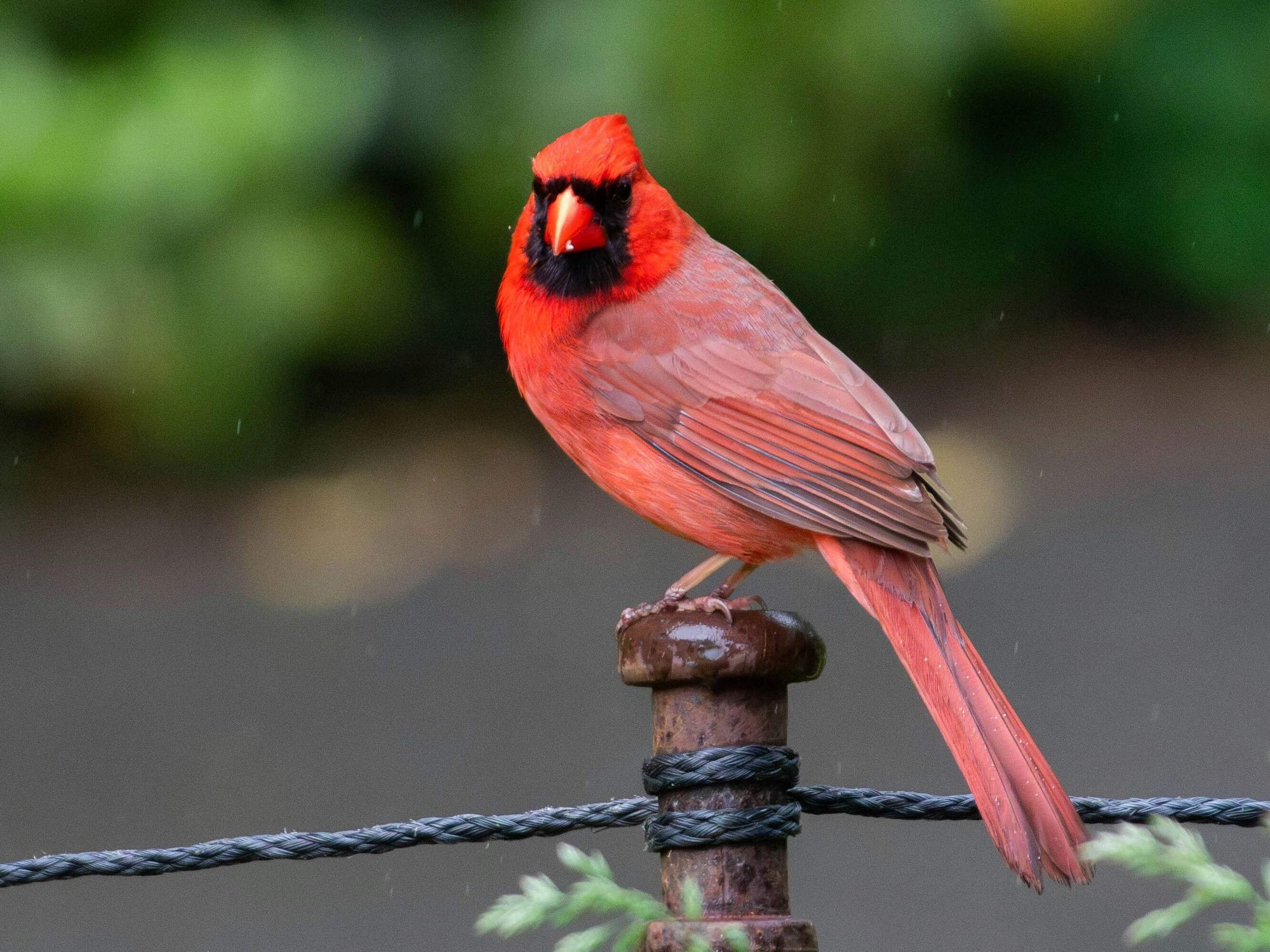 Northern cardinal, birdwatching in Fort Worth
