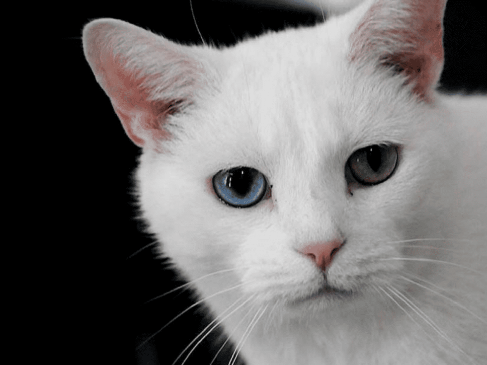 NY Cat Film Festival