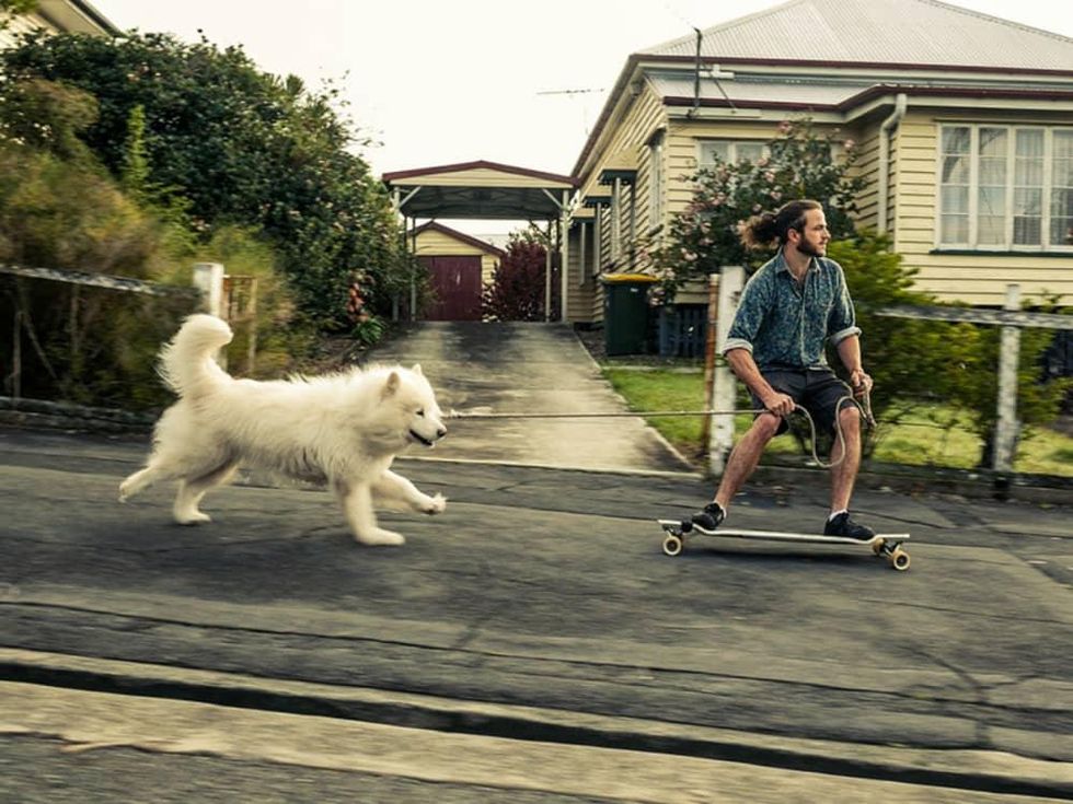 NY Dog Film Festival