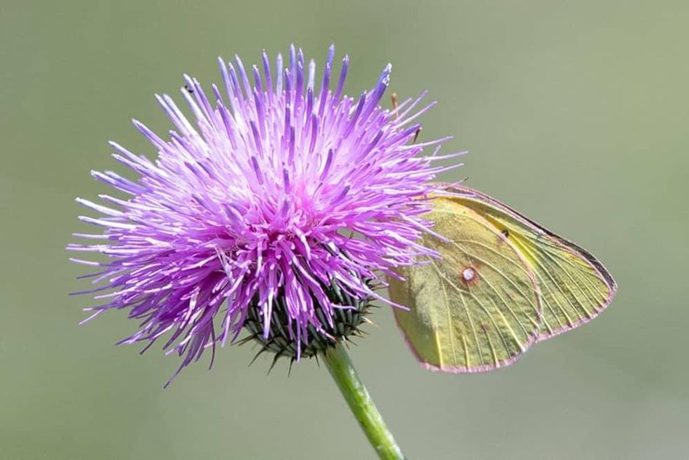 Orange Sulphur Butterfly and Texas Thistle