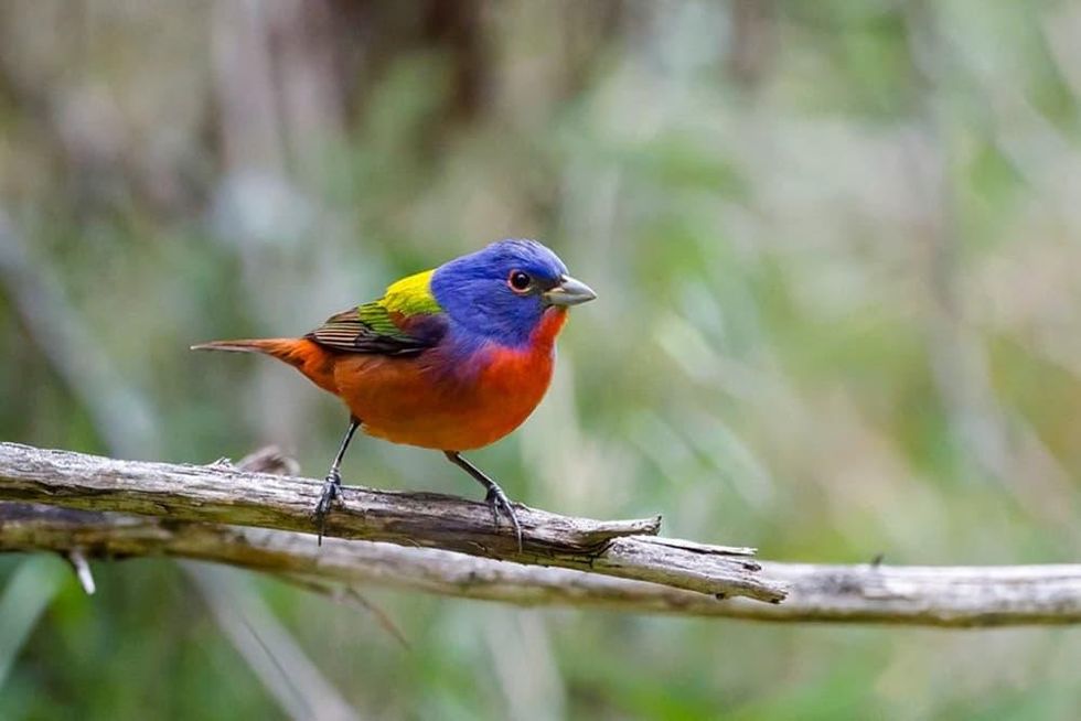 Painted Bunting