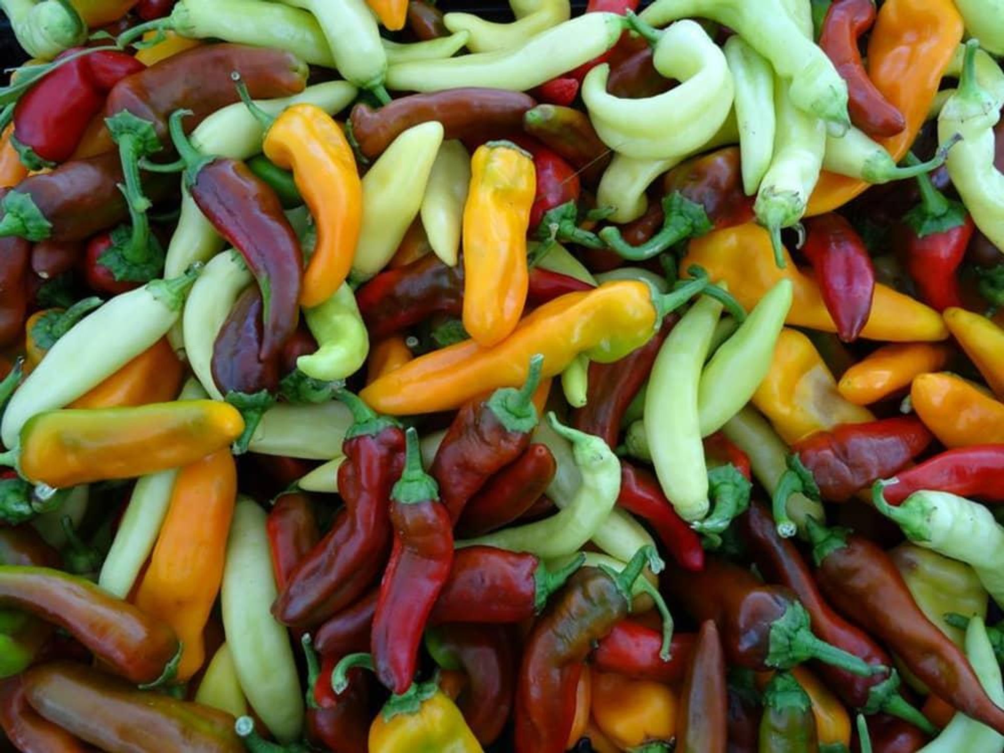Peppers at the Coppell Farmers Market