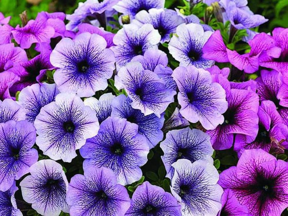 Petunias